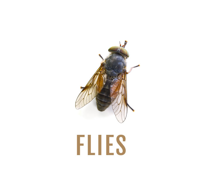 Flies