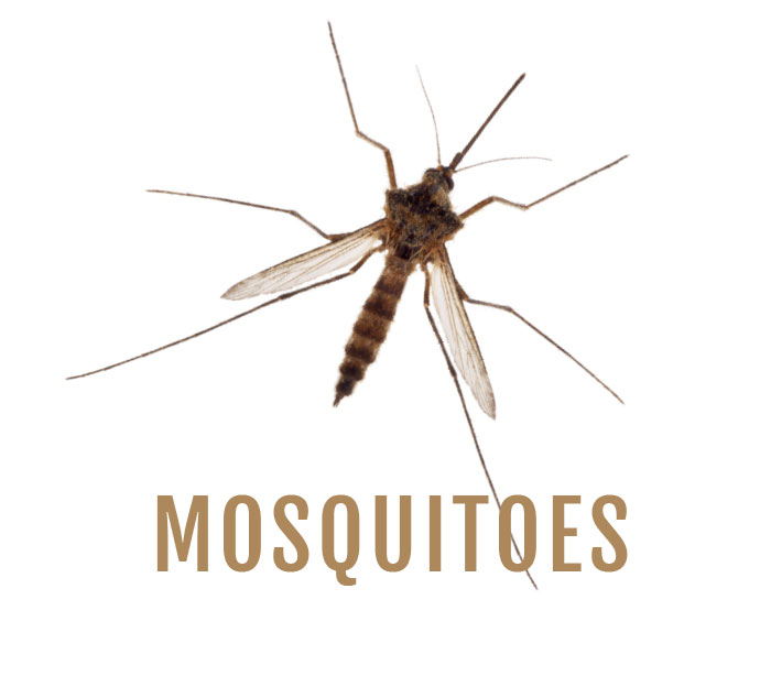 Mosquitoes