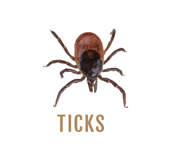 Ticks